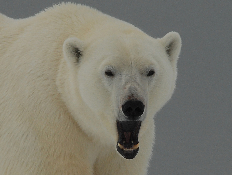 Polar Bear - IJsbeer