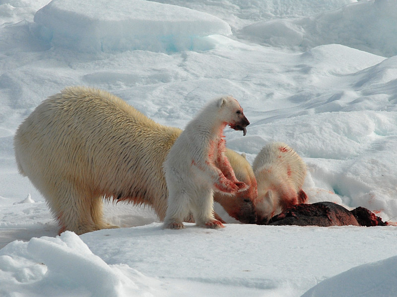 Polar Bear - IJsbeer