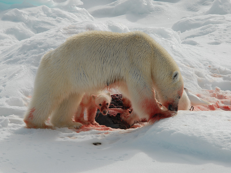 Polar Bear - IJsbeer