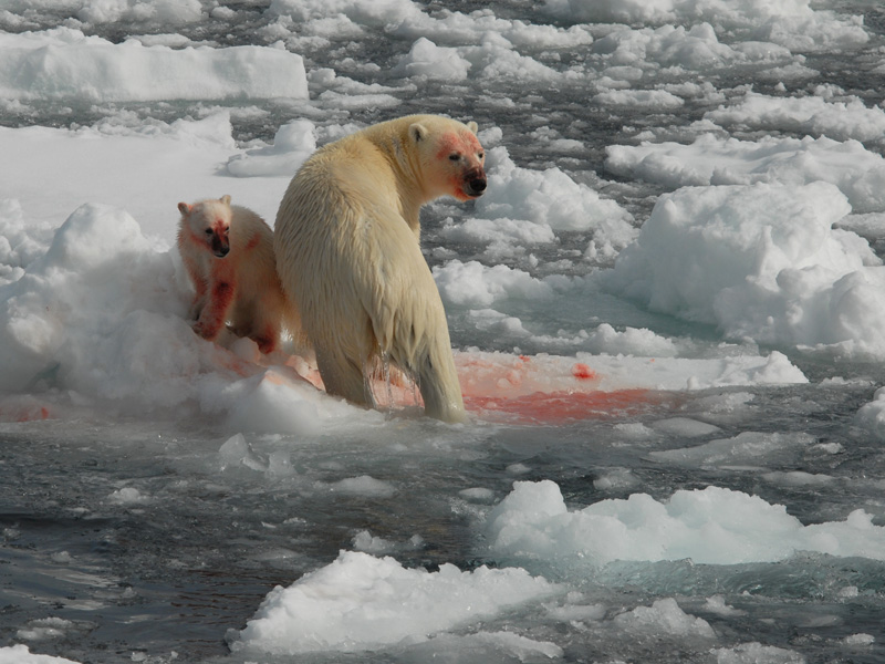 Polar Bear - IJsbeer