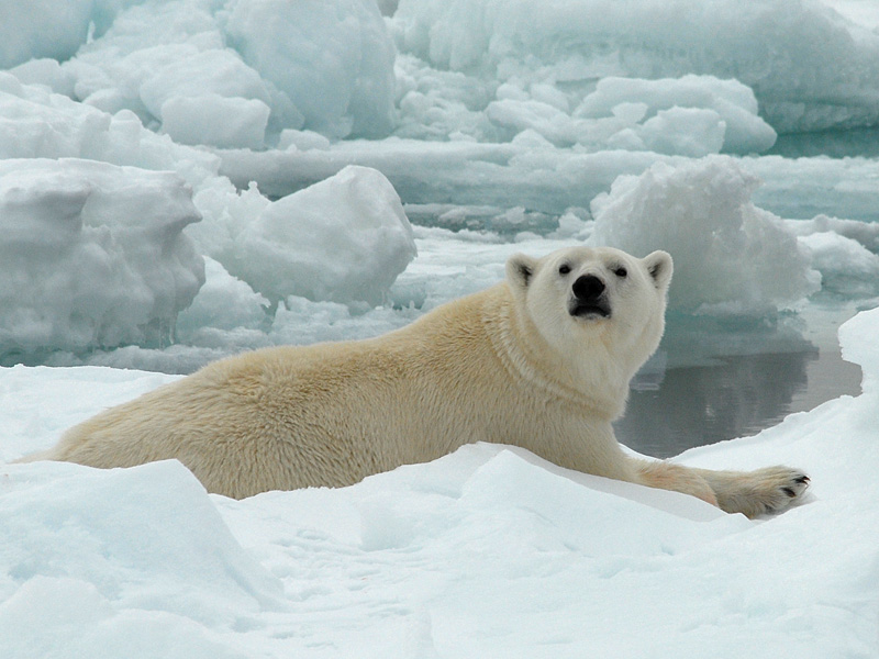 Polar Bear - IJsbeer