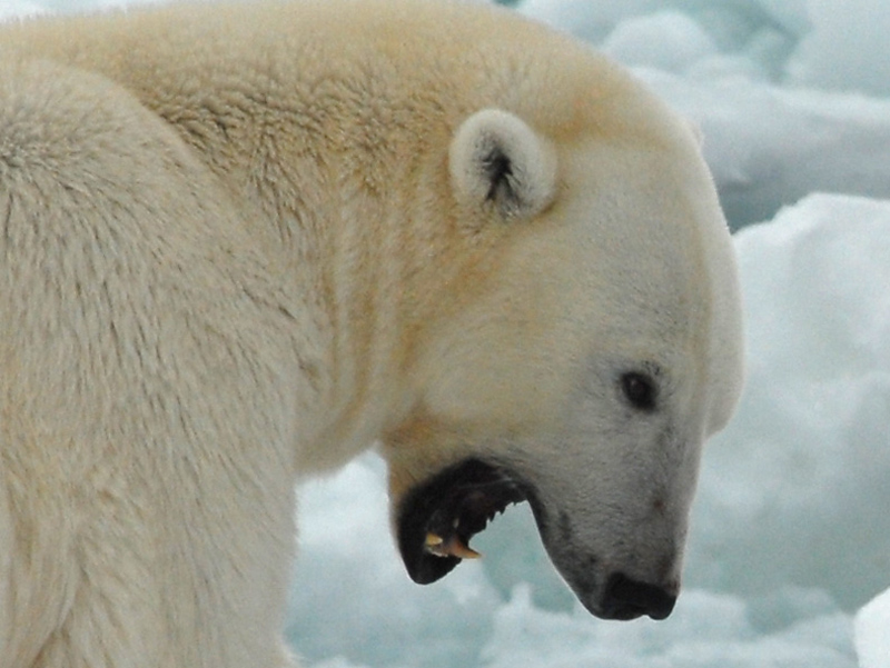 Polar Bear - IJsbeer