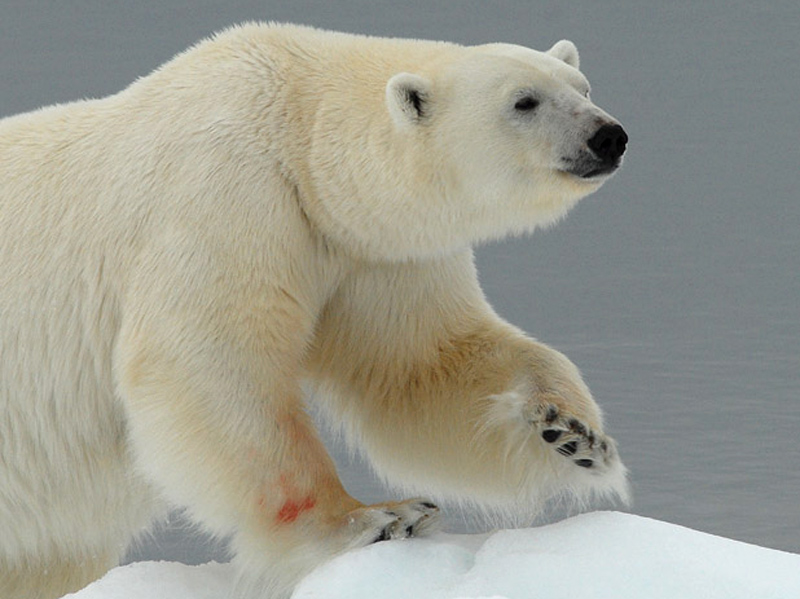 Polar Bear - IJsbeer