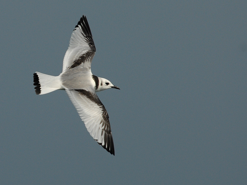 Kittiwake  [Rissa tridactyla] juv.