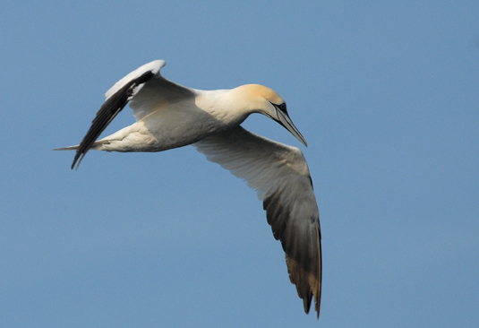  Gannet [Morus bassanus]