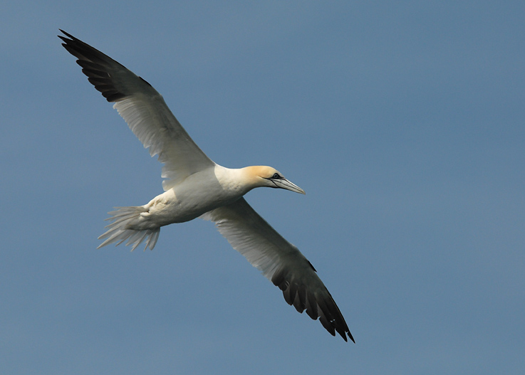  Gannet [Morus bassanus]
