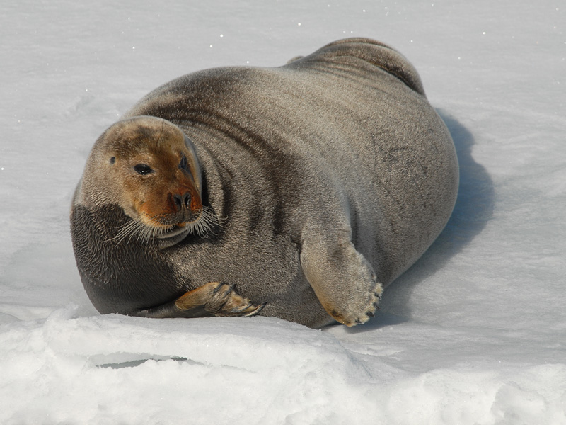 Bearded Seal - Baardrob