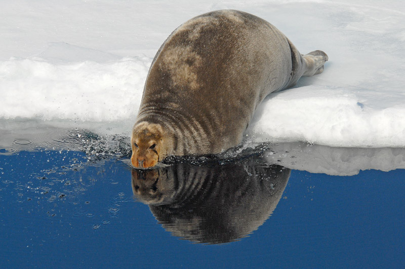Bearded Seal - Baardrob