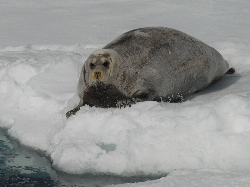 Bearded Seal - Baardrob