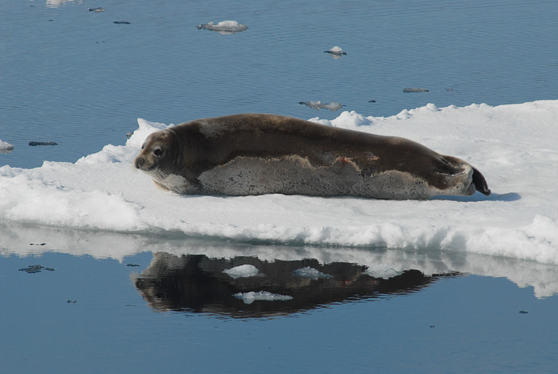 Bearded Seal - Baardrob