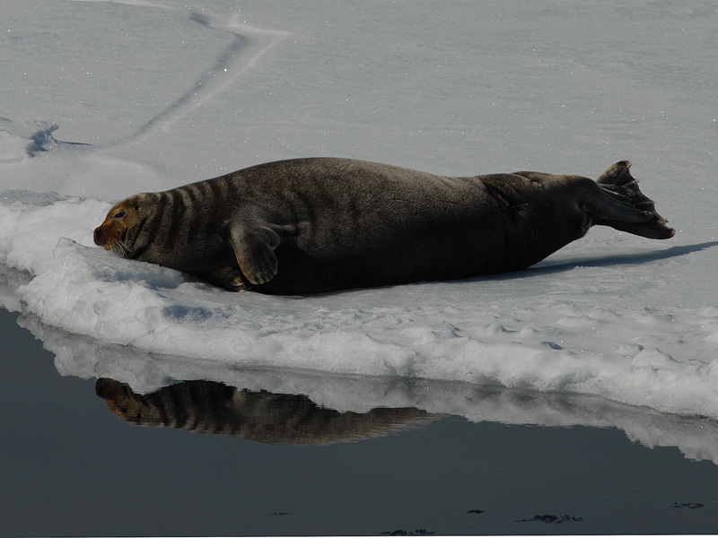 Bearded Seal - Baardrob