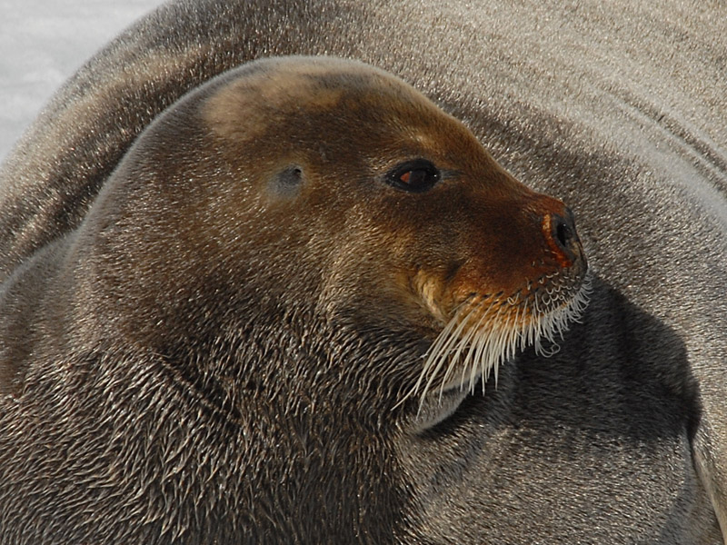 Bearded Seal - Baardrob