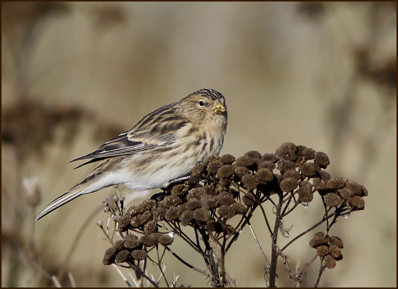 Twite, Vinterhämpling (Carduelis flavirostris).jpg
