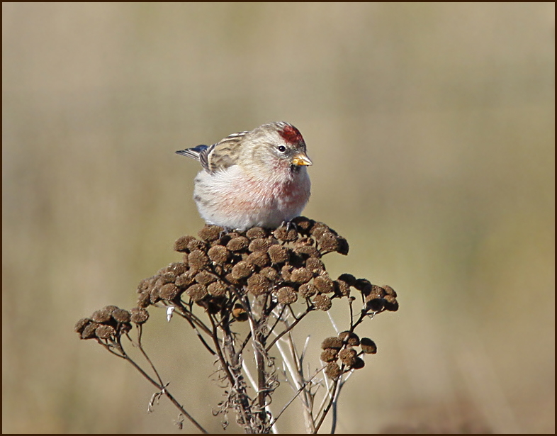 Redpoll male., Gråsiska (Carduelis flammea).jpg