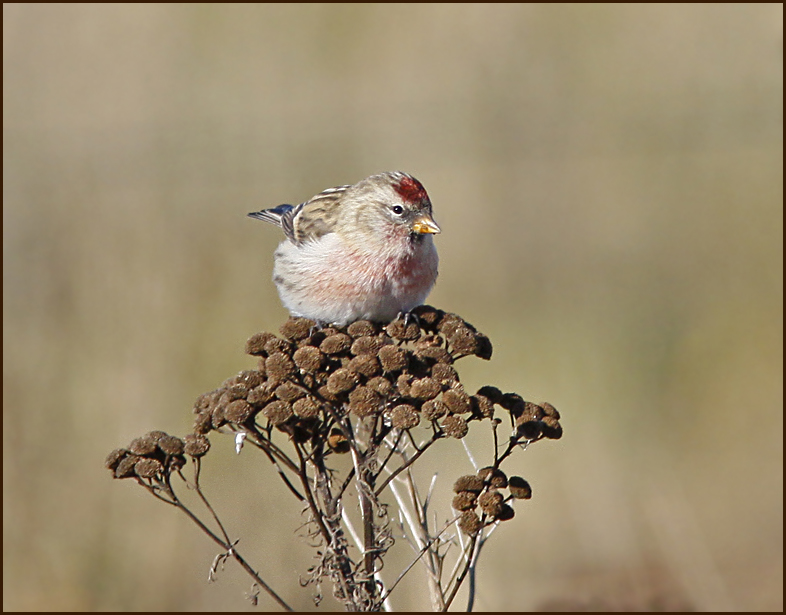 Redpoll male., Grsiska  (Carduelis flammea).jpg