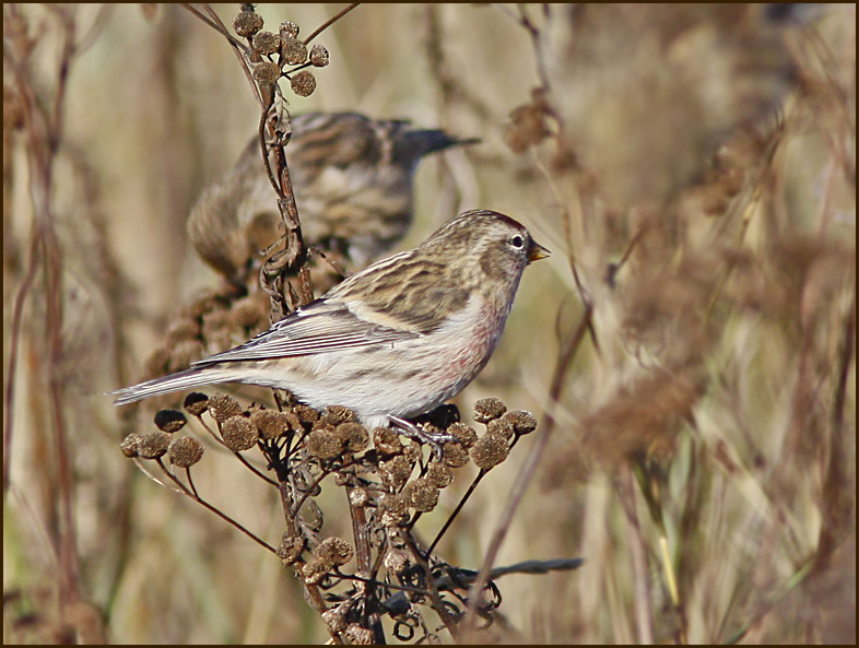 Redpoll male., Grsiska  (Carduelis flammea)..jpg