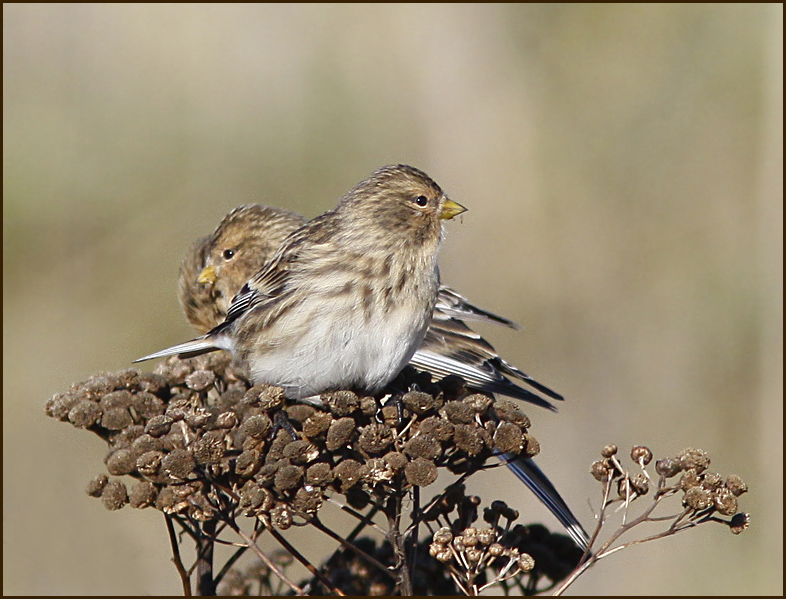 Twite, Vinterhämpling (Carduelis flavirostris)jpg