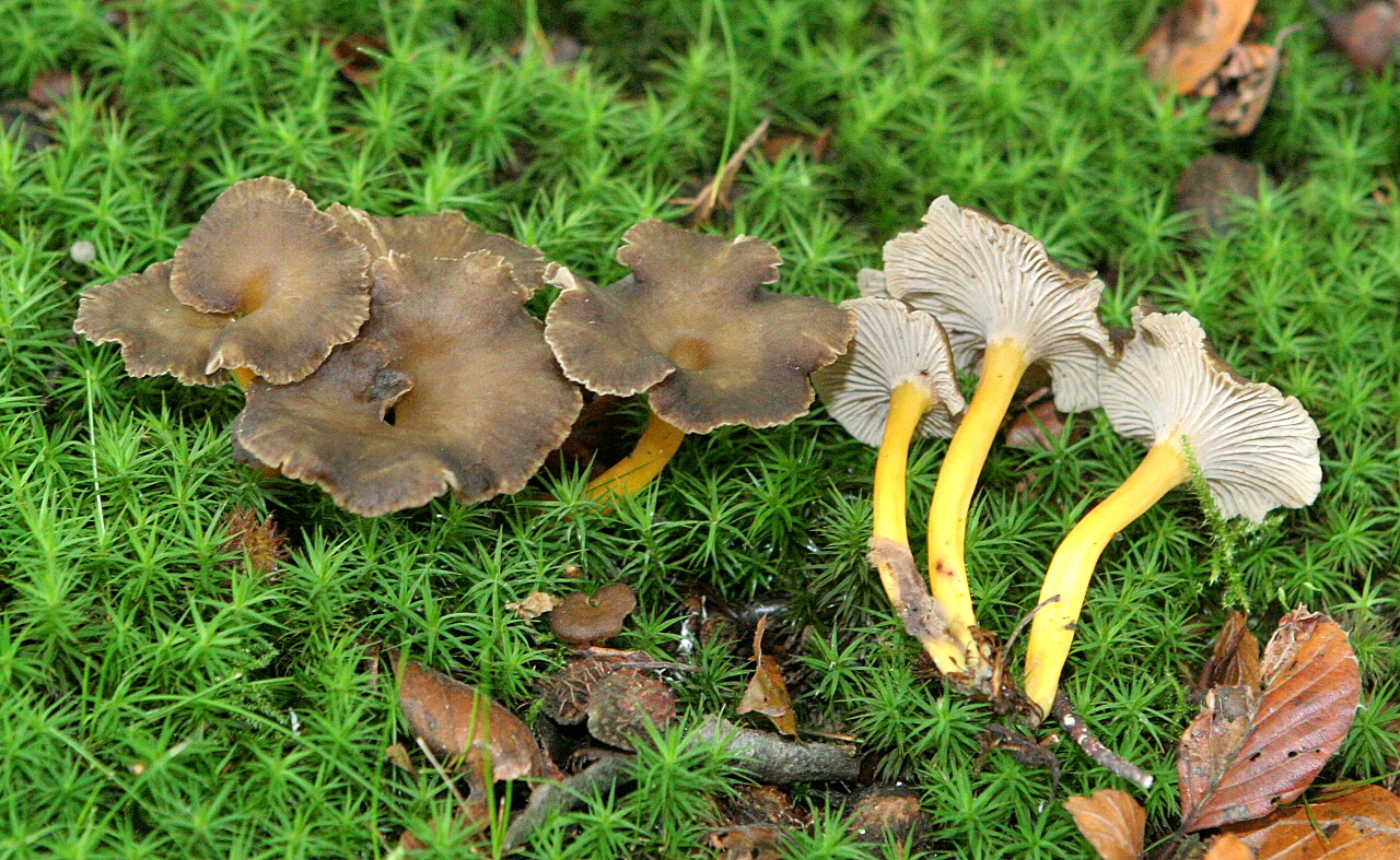 Cantharellus infundibuliformis 1 (Brown Chanterelle)