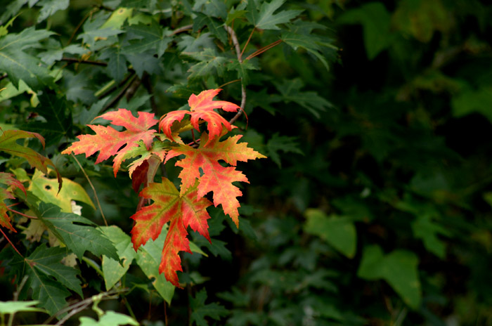 DSCF4716.jpg