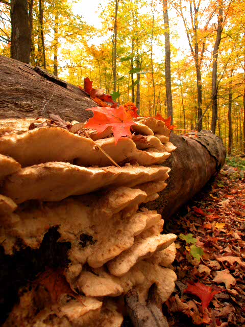 DSCN1167.JPG