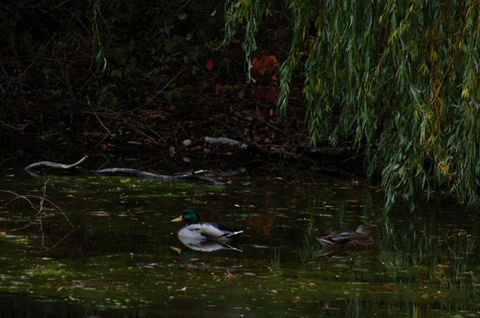 DSCF4782.jpg