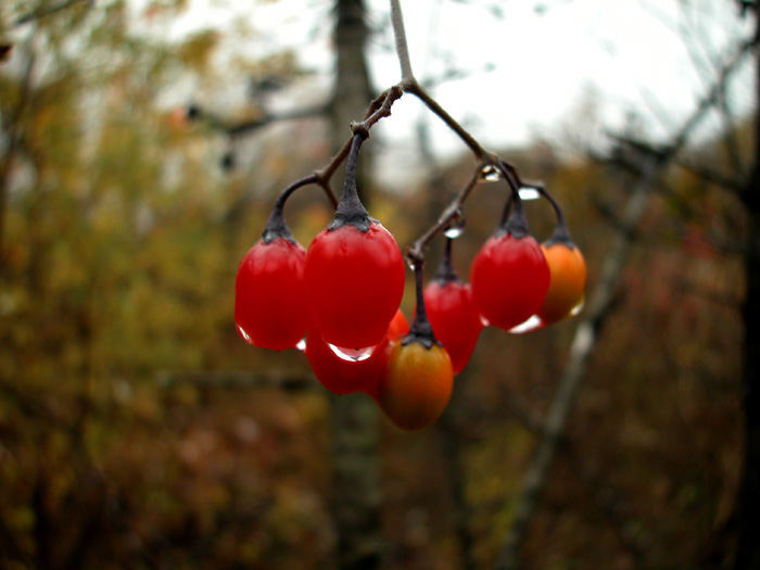 DSCN1197.jpg