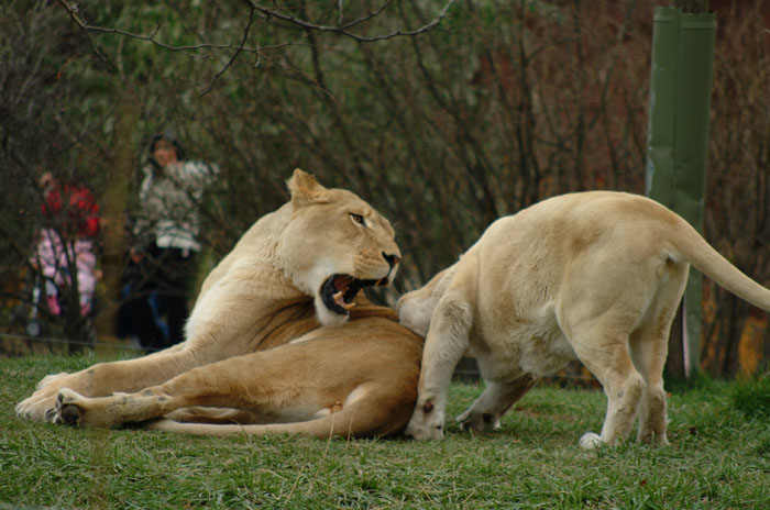 DSCF4999.jpg
