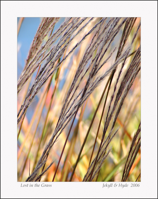 Lost in the Grass