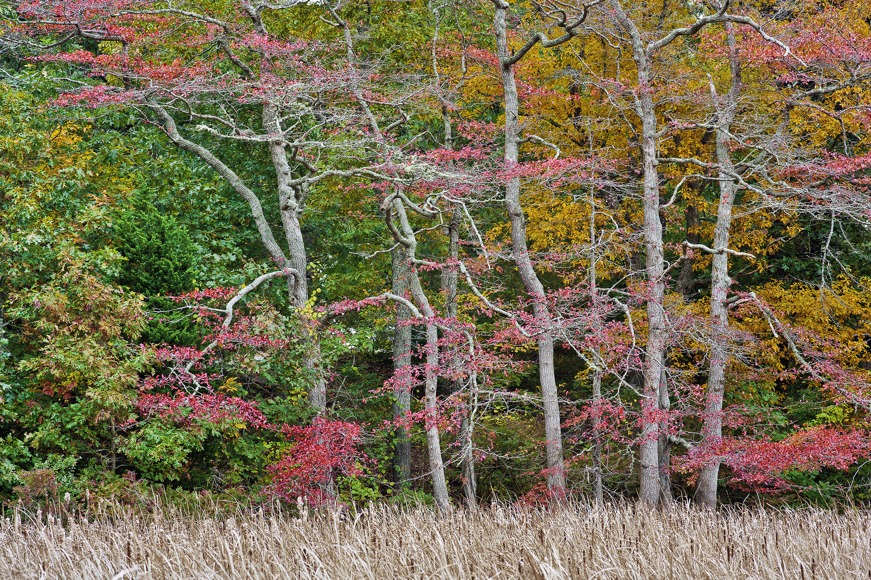October : Red Maples