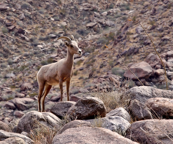 Borrego Six