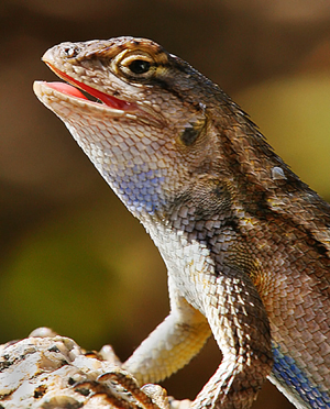 Western Fence Lizard