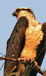 Osprey in Smokey Light