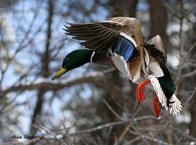 Mallard Madness, Mischief And Mayhem