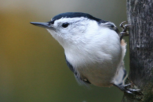 White-Breasted Nuthatch