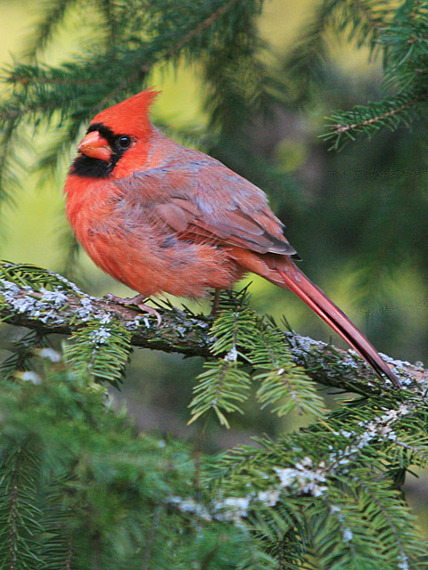 Male Cardinal
