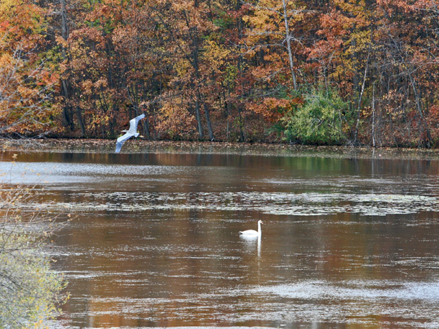 Heron and Swan