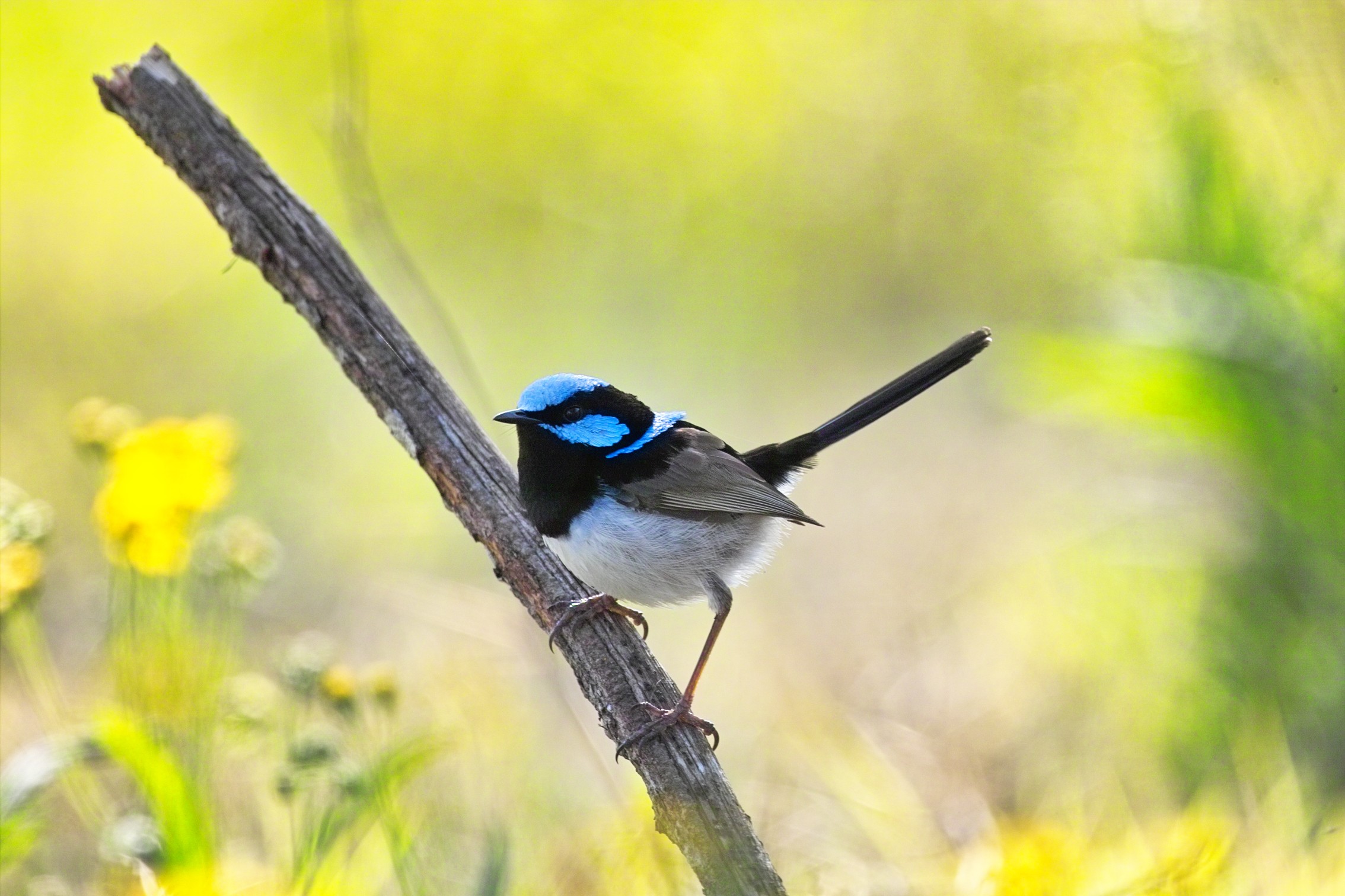 Superb Blue Wren