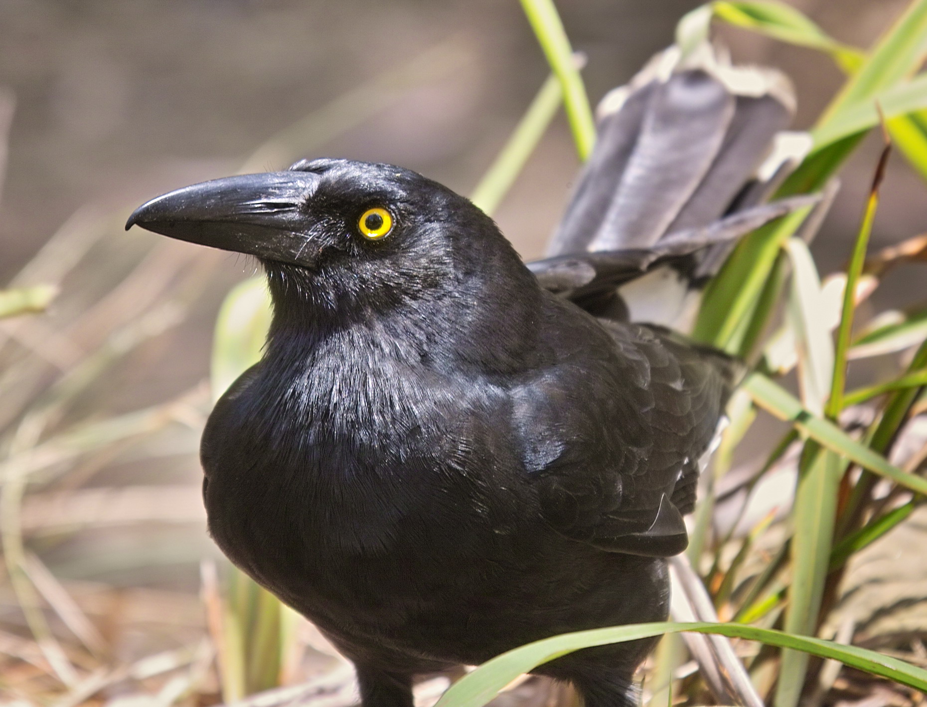 Pied Currawong