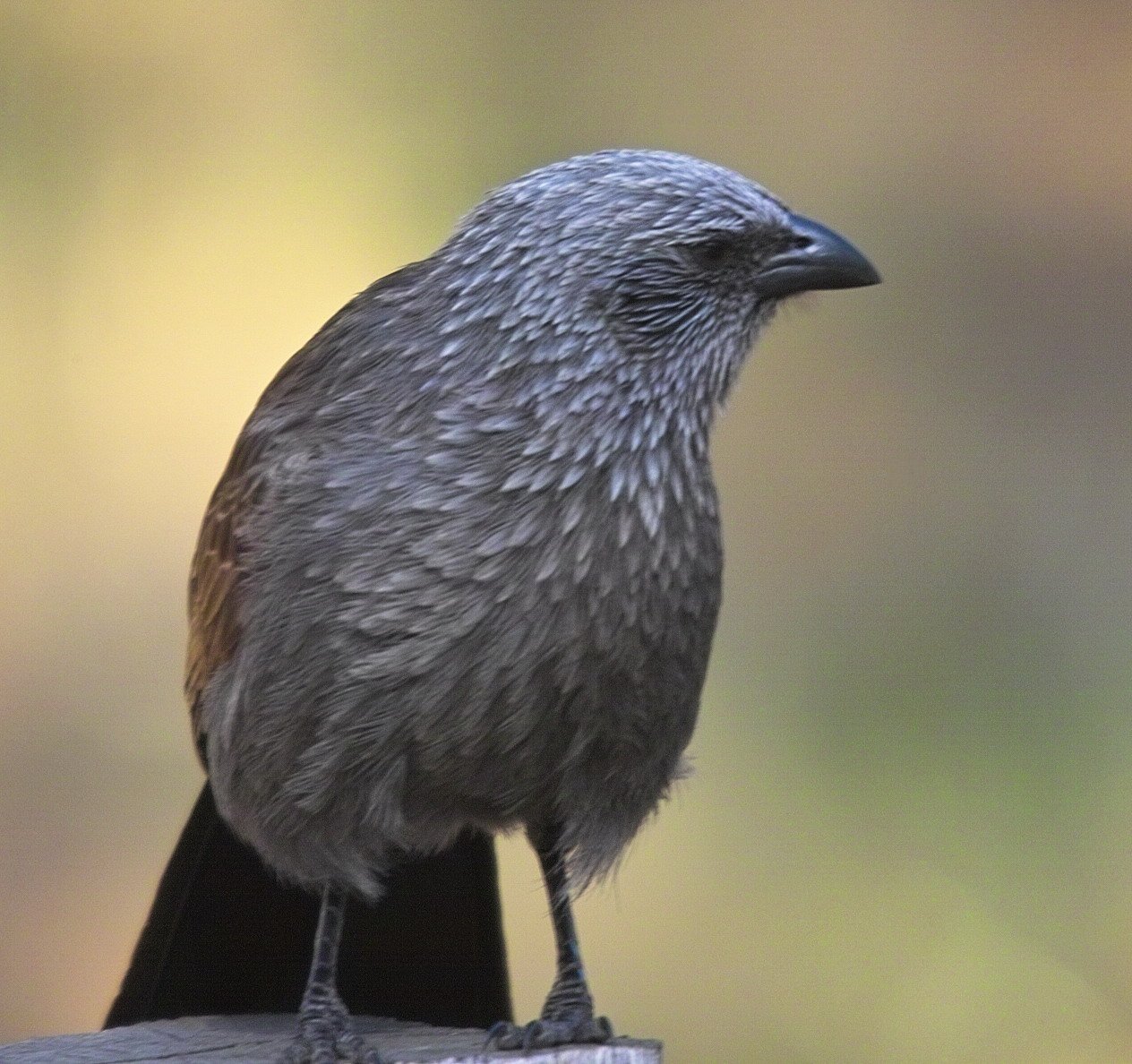 Apostle Bird
