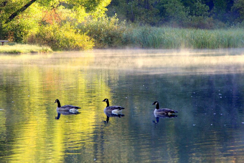 Trio of Geese