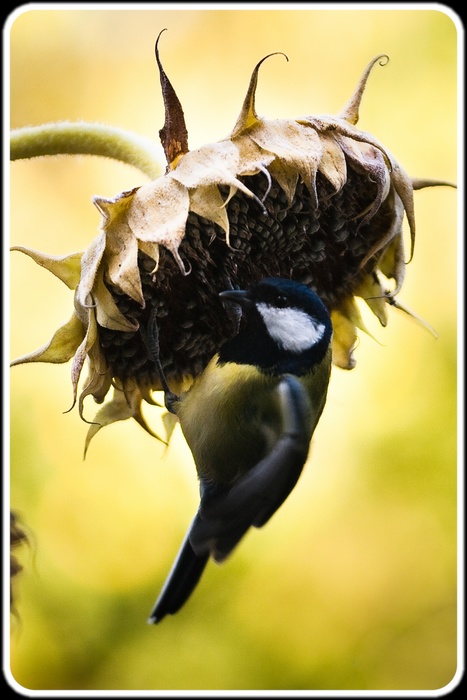 Msange du jardin