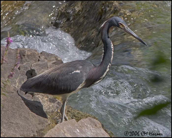 4729 Tricolored Heron.jpg