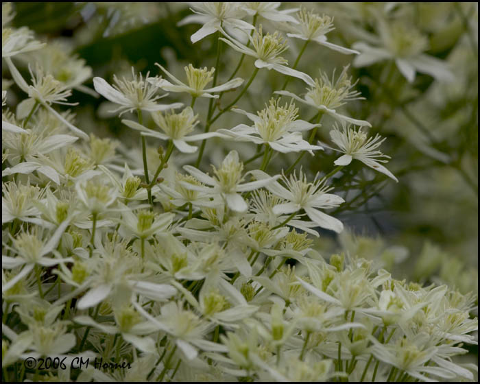 4881Clematis terriflora, Sweet Autumn.jpg