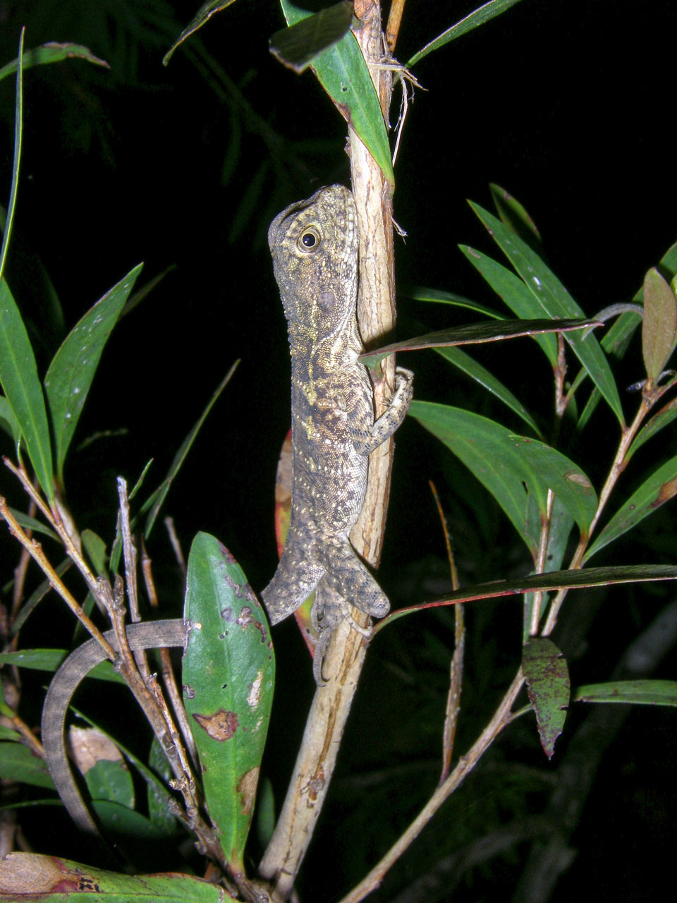 Baby eastern water dragon found asleep on bush IMGP0420