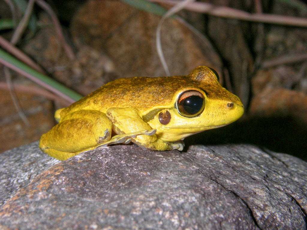 Stony Creek frog, <i>Litoria lesueuri</i> IMGP0536