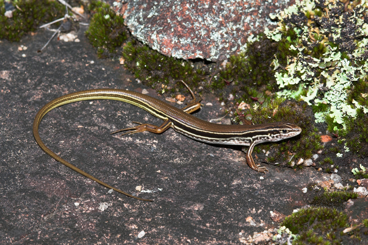 Ctenotus terrareginae _DSC5484