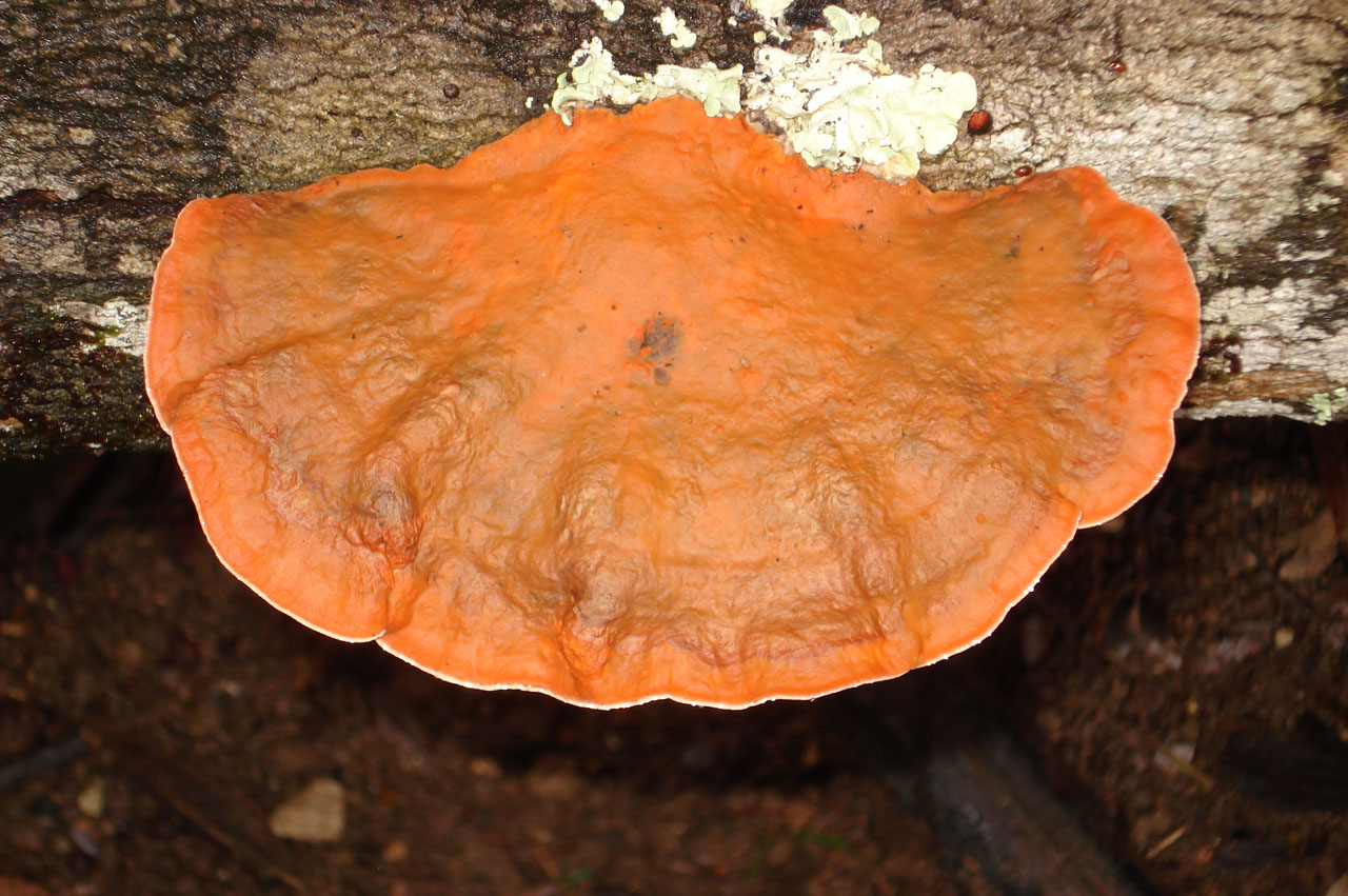 Pycnoporus sanguineus 3 (Jaime Malo)