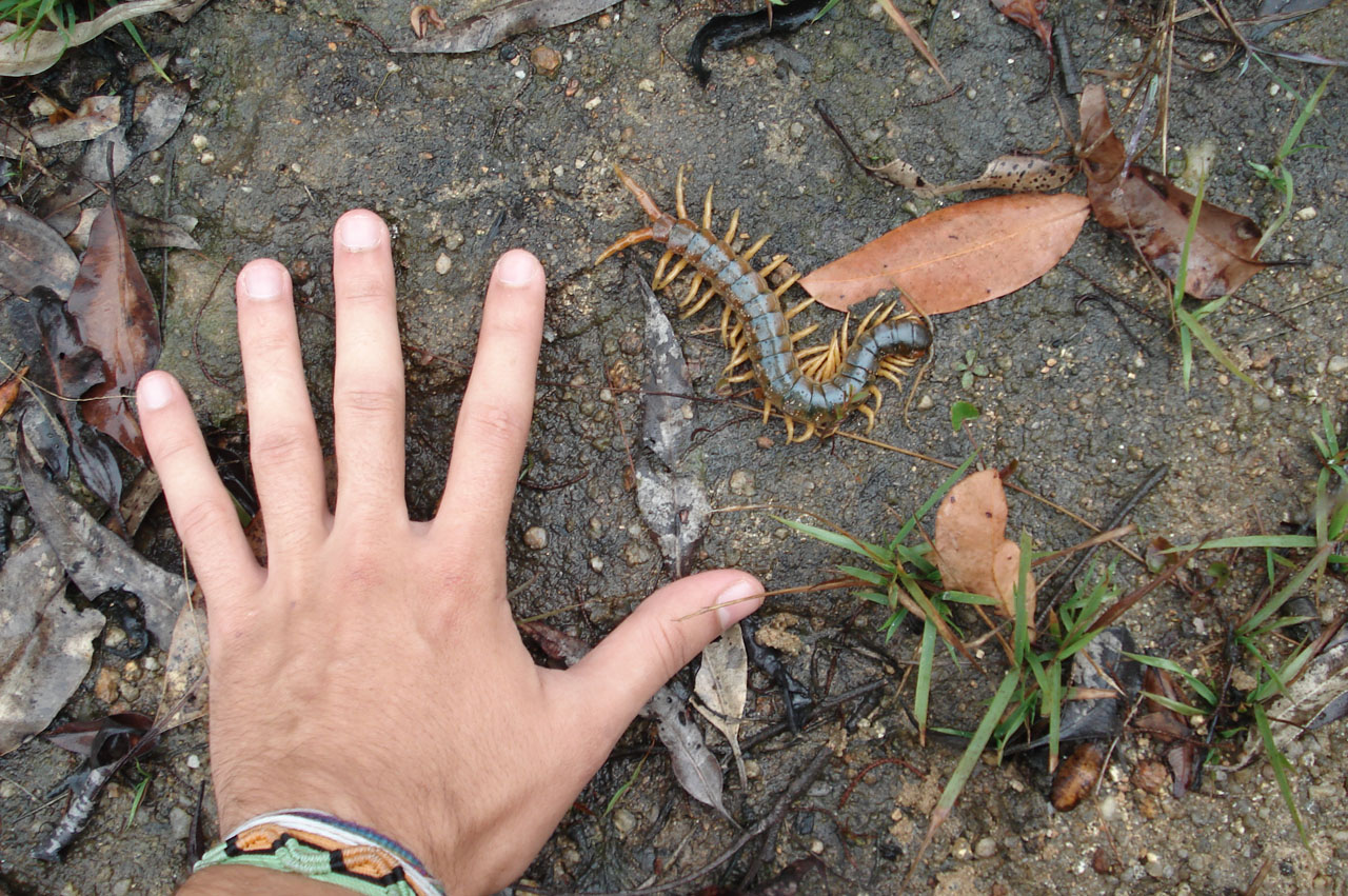 Centipede with scale (Jaime Malo)
