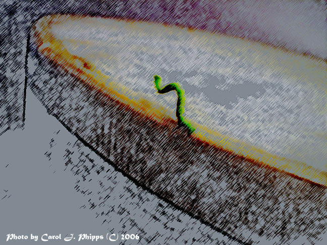 Inch Worm ~ Minimalism Challenge.