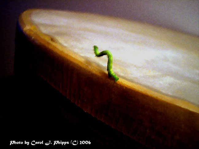 CURVES his and mine.JPG